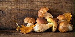 萬力貿易為你科普云南牛肝菌的功效與作用