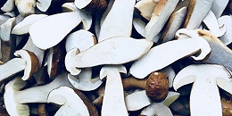 萬力貿易云南野生菌合作案例