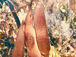 萬力貿易蕓豆莢