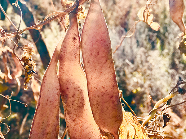 萬力貿易蕓豆莢