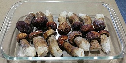 牛肝菌價格是多少？
