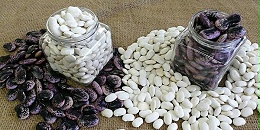 蕓豆批發價是多少？
