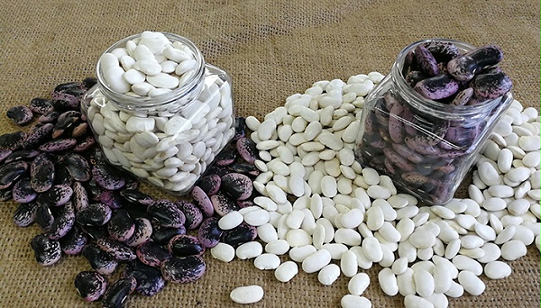 蕓豆批發價