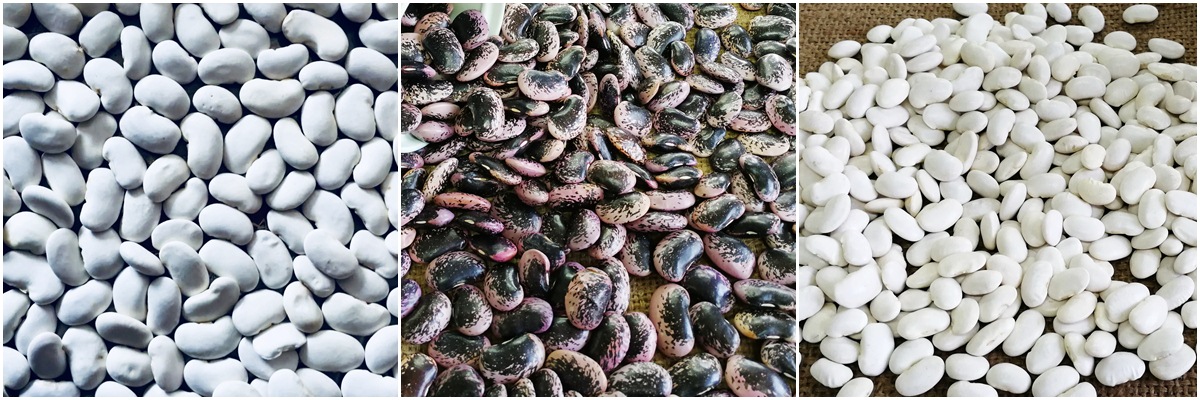 蕓豆產品鑒賞