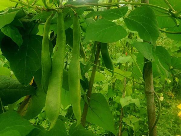 萬力貿易蕓豆生長環境