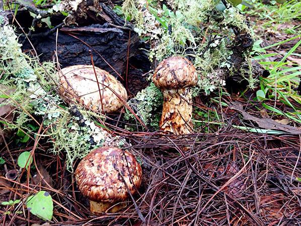 萬力貿易野生菌生長環境