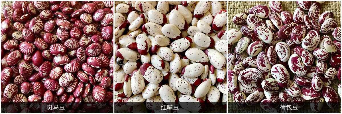 蕓豆產品鑒賞